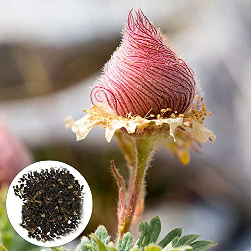 Stück/Beutel Prairie Smoke Seeds Hohe Keimung Verschönerung Starke Vitalität Pflegeleichte Blumenpflanzensamen Gartenzubehör für Höfe, Terrassen, Balkone, Innenhöfe, Gärten, Büros und Rosa von wirlsweal