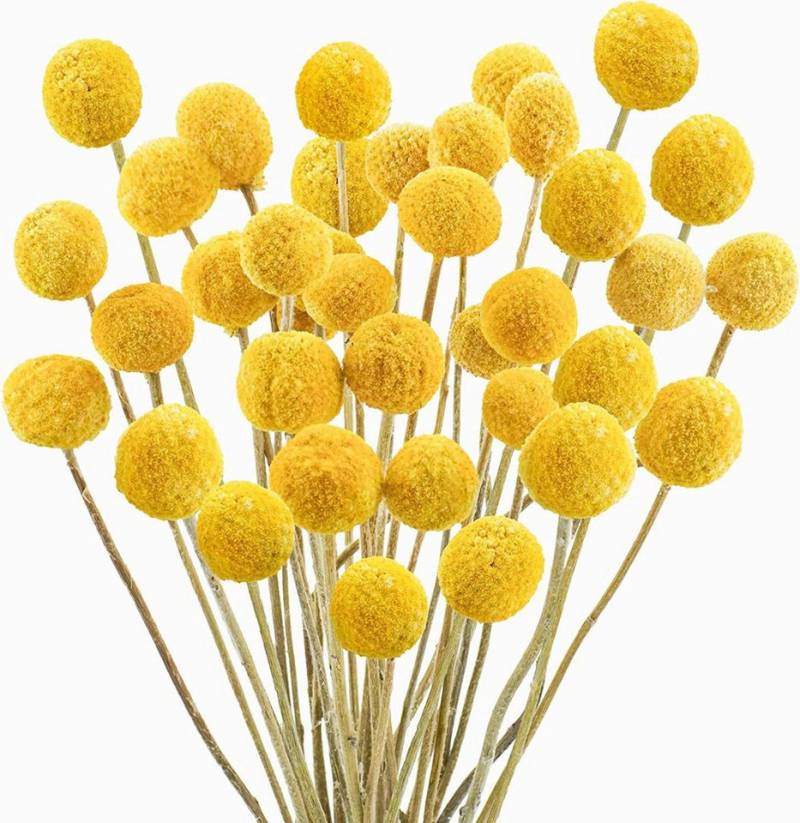 Trockenblume Pampasgras Getrocknete Craspedia Globosa 30 Stück Trockenblumen, wohnTRAUM24, Höhe 45 cm, Getrocknete Blumen für Blumenarrangements, Hochzeit,Vase,Dekoration von wohnTRAUM24