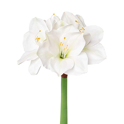 wohnfuehlidee Kunstblume Amaryllis, 2er Set, Farbe weiß, Höhe ca. 56 cm von wohnfuehlidee