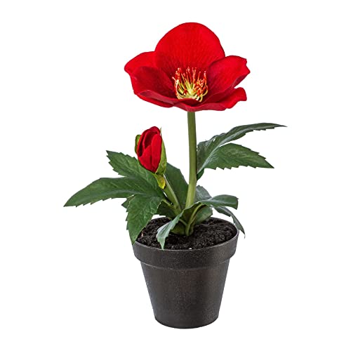 wohnfuehlidee Kunstpflanze Christrose Velvet, 4er Set, Farbe rot, inkl. Topf, Höhe ca. 19 cm von wohnfuehlidee