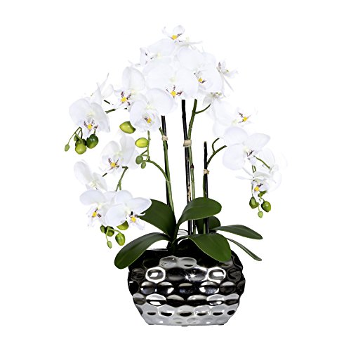 wohnfuehlidee Kunstpflanze Phalenopsis (Orchidee), Farbe weiß, inkl. silberfarbener Ovalvase, Höhe 55 cm von wohnfuehlidee