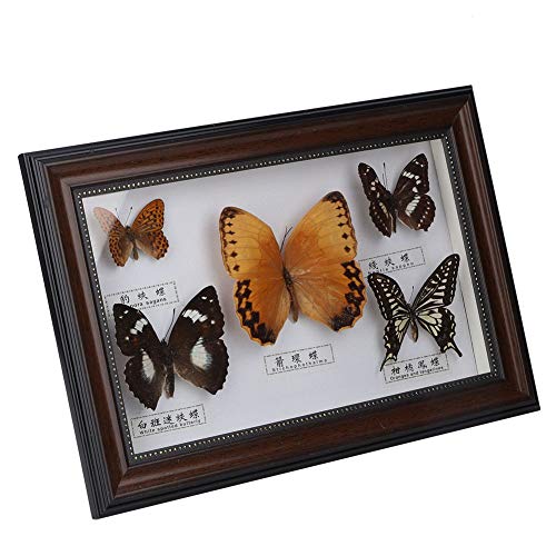 wosume SchmetterlingsProbe, echte SchmetterlingsProben InsektenProbe, 5 Stück Schmetterlinge für Kollegen Freunde(Black Frame) von Naroote