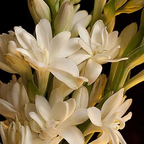 2 years Winterhart pflanzen,Beautiful,Mysteriöse magische Glühbirne, Mehrjährige Blumenzwiebel ist winterhart-5 Tuberose Zwiebeln-C 2 years Winterhart pflanzen,Beautiful,Mysteriöse magische Glühbirne, Mehrjährige Blumenzwiebel ist winterhart-5 Tuberose Zwiebeln-C von wptung