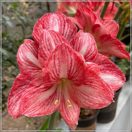 2025 Winterhart pflanzen,Winterhart zwiebeln, Indoor or Outdoor,Mehrjährige Blumenzwiebel ist winterhart,Mysteriöse magische Glühbirne-2Amaryllis blumenzwiebel-D von wptung