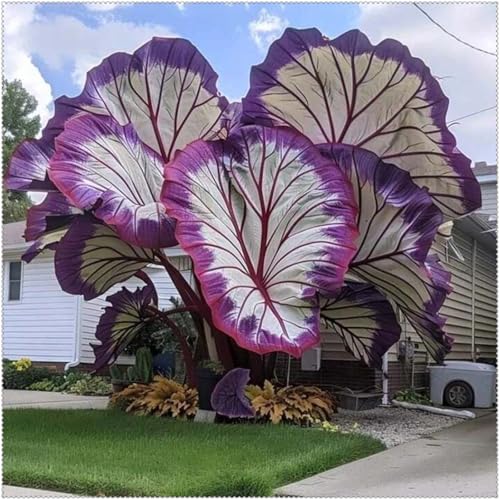 2025 Winterhart zwiebeln,Mehrjährige Blumenzwiebel ist winterhart, Winterhart pflanzen,Mysteriöse magische Glühbirne,Blumenzwiebel Mix-5 Elefantenohr knolle-D 2025 Winterhart zwiebeln,Mehrjährige Blumenzwiebel ist winterhart, Winterhart pflanzen,Mysteriöse magische Glühbirne,Blumenzwiebel Mix-5 Elefantenohr knolle-D von wptung