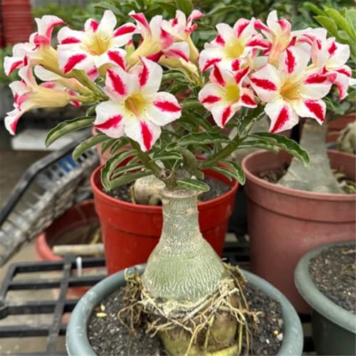 Blumenzwiebel Mix, Mehrjährige Blumenzwiebel ist winterhart, Winterhart zwiebeln,Mysteriöse magische Glühbirne, 2025 Winterhart pflanzen-1 Wüstenrose knollen-F Blumenzwiebel Mix, Mehrjährige Blumenzwiebel ist winterhart, Winterhart zwiebeln,Mysteriöse magische Glühbirne, 2025 Winterhart pflanzen-1 Wüstenrose knollen-F von wptung