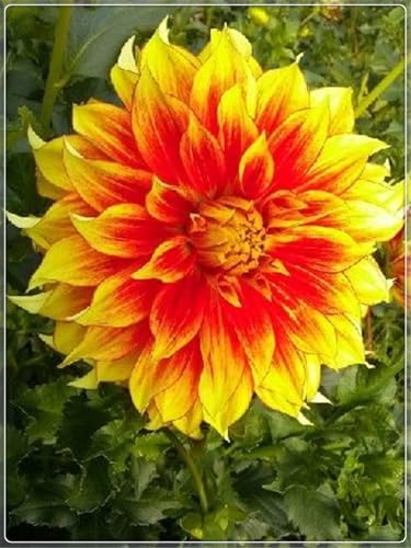 Blumenzwiebel Mix,Winterhart zwiebeln, Mysteriöse magische Glühbirne, Garden,2025 Winterhart pflanzen,Fall or Spring Planting-4 dahlien knollen-A von wptung