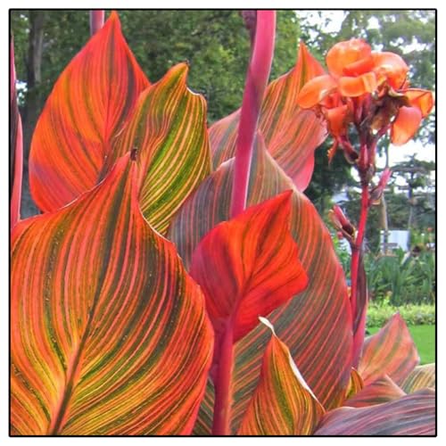 Canna Zwiebeln, Indisches Blumenrohr Winterhartes MehrjäHrig, Indisches Blumenrohr, Canna bedeutet starker Wille, canna knollen-4 Zwiebeln-u Canna Zwiebeln, Indisches Blumenrohr Winterhartes MehrjäHrig, Indisches Blumenrohr, Canna bedeutet starker Wille, canna knollen-4 Zwiebeln-u von wptung