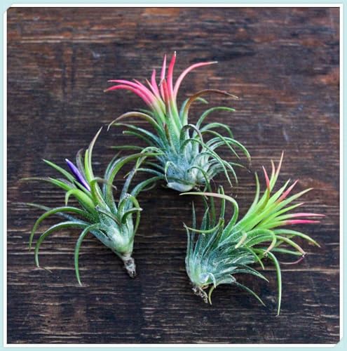 Garden, Mehrjährige Blumenzwiebel ist winterhart, Winterhart zwiebeln,Mysteriöse magische Glühbirne,2 years Winterhart pflanzen-3 Tillandsia Zimmerpflanze-A von wptung