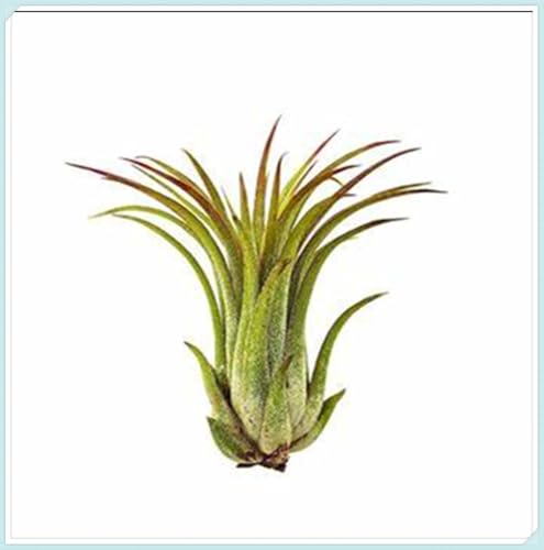 Garden, Mehrjährige Blumenzwiebel ist winterhart, Winterhart zwiebeln,Mysteriöse magische Glühbirne,2 years Winterhart pflanzen-5 Tillandsia Zimmerpflanze-B von wptung