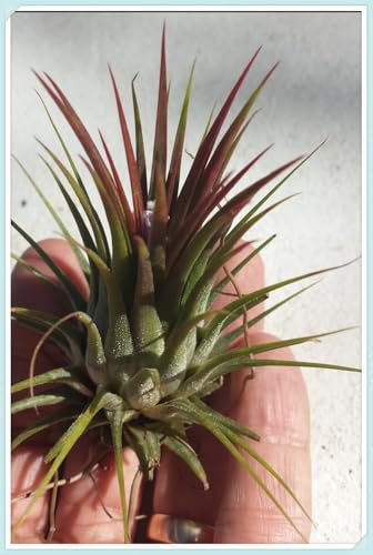 Garden,Mysteriöse magische Glühbirne,Mehrjährige Blumenzwiebel ist winterhart, Winterhart zwiebeln,2 years Winterhart pflanzen-5 Tillandsia Zimmerpflanze-A Garden,Mysteriöse magische Glühbirne,Mehrjährige Blumenzwiebel ist winterhart, Winterhart zwiebeln,2 years Winterhart pflanzen-5 Tillandsia Zimmerpflanze-A von wptung