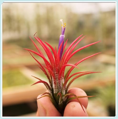 Garden,Mysteriöse magische Glühbirne,Mehrjährige Blumenzwiebel ist winterhart, Winterhart zwiebeln,2 years Winterhart pflanzen-8 Tillandsia Zimmerpflanze-B Garden,Mysteriöse magische Glühbirne,Mehrjährige Blumenzwiebel ist winterhart, Winterhart zwiebeln,2 years Winterhart pflanzen-8 Tillandsia Zimmerpflanze-B von wptung