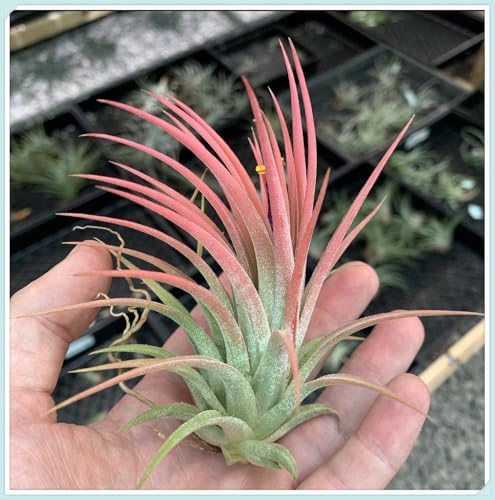 Garden,Winterhart zwiebeln,Mehrjährige Blumenzwiebel ist winterhart, Mysteriöse magische Glühbirne,2 years Winterhart pflanzen-5 Tillandsia Zimmerpflanze-B Garden,Winterhart zwiebeln,Mehrjährige Blumenzwiebel ist winterhart, Mysteriöse magische Glühbirne,2 years Winterhart pflanzen-5 Tillandsia Zimmerpflanze-B von wptung