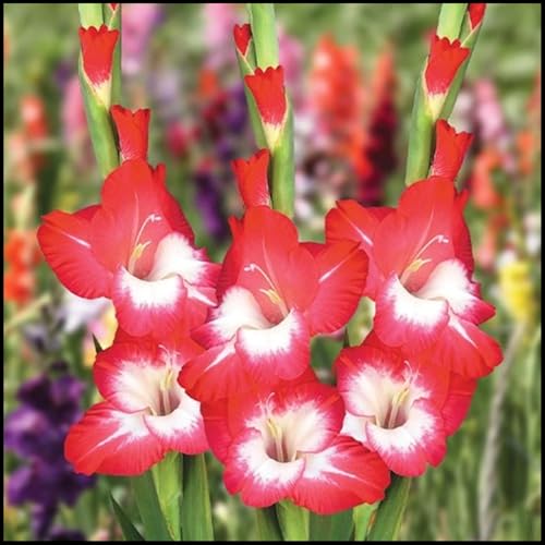 Gladiolenzwiebeln, Blumenzwiebeln, Berühmte Blumen in der Welt,Gladiolen Pflanze Zwiebeln Winterharte MehrjäHrig, Winterhartes Pflanzen-5 Zwiebeln-I Gladiolenzwiebeln, Blumenzwiebeln, Berühmte Blumen in der Welt,Gladiolen Pflanze Zwiebeln Winterharte MehrjäHrig, Winterhartes Pflanzen-5 Zwiebeln-I von wptung
