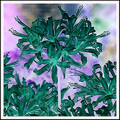 Lycoris-Zwiebeln, Winterhartes pflanzen, Winterhart zwiebeln, Lycoris Radiata Pflanze Zwiebeln Winterharte MehrjäHrig, Rote Spinnenlilienzwiebel -2 Zwiebeln-G Lycoris-Zwiebeln, Winterhartes pflanzen, Winterhart zwiebeln, Lycoris Radiata Pflanze Zwiebeln Winterharte MehrjäHrig, Rote Spinnenlilienzwiebel -2 Zwiebeln-G von wptung