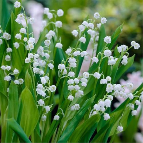 Maiglöckchen blumenzwiebeln, Winterhartes pflanzen, Winterhart zwiebeln, MaiglöCkchen Pflanzen, Maiglöckchen Zwiebeln-6 Zwiebeln-H Maiglöckchen blumenzwiebeln, Winterhartes pflanzen, Winterhart zwiebeln, MaiglöCkchen Pflanzen, Maiglöckchen Zwiebeln-6 Zwiebeln-H von wptung