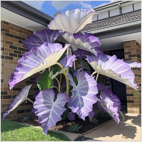 Mehrjährige Blumenzwiebel ist winterhart, Winterhart pflanzen,Mysteriöse magische Glühbirne,2025 Winterhart zwiebeln,Blumenzwiebel Mix-8 Elefantenohr knolle-D Mehrjährige Blumenzwiebel ist winterhart, Winterhart pflanzen,Mysteriöse magische Glühbirne,2025 Winterhart zwiebeln,Blumenzwiebel Mix-8 Elefantenohr knolle-D von wptung