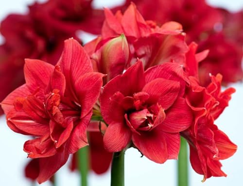 Mehrjährige Blumenzwiebel ist winterhart,2025 Winterhart pflanzen,Winterhart zwiebeln, Indoor or Outdoor,Mysteriöse magische Glühbirne-2Amaryllis blumenzwiebel-C Mehrjährige Blumenzwiebel ist winterhart,2025 Winterhart pflanzen,Winterhart zwiebeln, Indoor or Outdoor,Mysteriöse magische Glühbirne-2Amaryllis blumenzwiebel-C von wptung