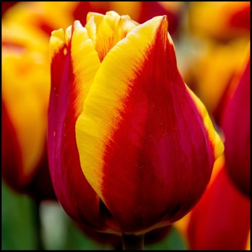 Mehrjährige Blumenzwiebel ist winterhart,Winterhart zwiebeln, Mysteriöse magische Glühbirne, 2025 Winterhart pflanzen-3 Tulpen Zwiebeln-J Mehrjährige Blumenzwiebel ist winterhart,Winterhart zwiebeln, Mysteriöse magische Glühbirne, 2025 Winterhart pflanzen-3 Tulpen Zwiebeln-J von wptung