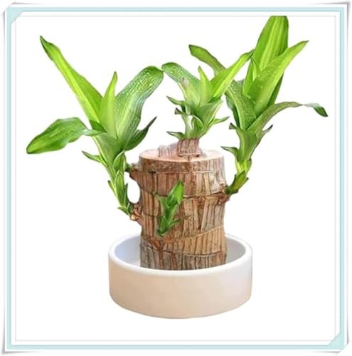 Mehrjährige Blumenzwiebel ist winterhart,Winterhart zwiebeln,Beautiful,Mysteriöse magische Glühbirne, 2 years - Winterhart pflanzen-1 brasilianische Holzpflanze -I Mehrjährige Blumenzwiebel ist winterhart,Winterhart zwiebeln,Beautiful,Mysteriöse magische Glühbirne, 2 years - Winterhart pflanzen-1 brasilianische Holzpflanze -I von wptung