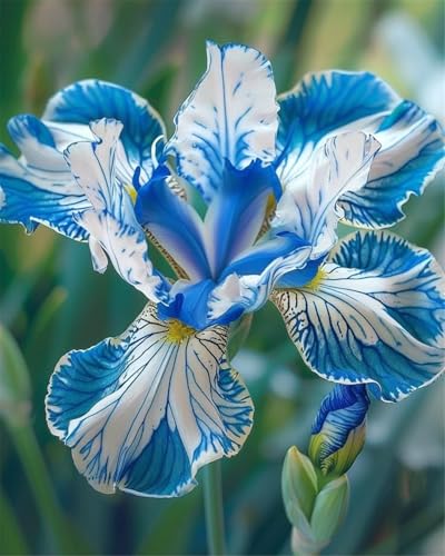 Mysteriös,Iris Rhizom, Iris Stauden, Winterhart Pflanzen, Schwertlilien Zwiebeln, Winterhart zwiebeln, Iris Zwiebeln Winterhartes-8 Zwiebeln-c Mysteriös,Iris Rhizom, Iris Stauden, Winterhart Pflanzen, Schwertlilien Zwiebeln, Winterhart zwiebeln, Iris Zwiebeln Winterhartes-8 Zwiebeln-c von wptung