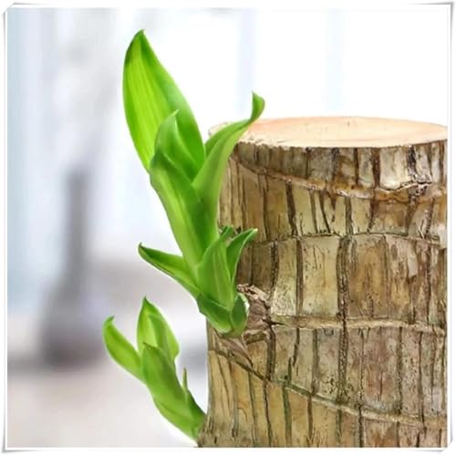 Mysteriöse magische Glühbirne, Winterhart zwiebeln,Mehrjährige Blumenzwiebel ist winterhart,Beautiful,2 years - Winterhart pflanzen-1 brasilianische Holzpflanze -C Mysteriöse magische Glühbirne, Winterhart zwiebeln,Mehrjährige Blumenzwiebel ist winterhart,Beautiful,2 years - Winterhart pflanzen-1 brasilianische Holzpflanze -C von wptung