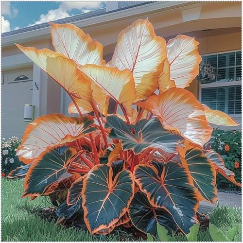 Mysteriöse magische Glühbirne,Winterhart pflanzen, 2025 Winterhart zwiebeln, Mehrjährige Blumenzwiebel ist winterhart, Blumenzwiebel Mix-3 Elefantenohr knolle-G Mysteriöse magische Glühbirne,Winterhart pflanzen, 2025 Winterhart zwiebeln, Mehrjährige Blumenzwiebel ist winterhart, Blumenzwiebel Mix-3 Elefantenohr knolle-G von wptung