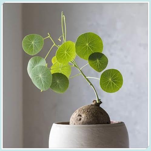 Pfannkuchenpflanze, Pilea Peperomioides, Stephania Erecta Knolle, Winterharte pflanzen, Stephania Erecta Pflanze, Winterhart Mehrjährig-3 zwiebeln-B Pfannkuchenpflanze, Pilea Peperomioides, Stephania Erecta Knolle, Winterharte pflanzen, Stephania Erecta Pflanze, Winterhart Mehrjährig-3 zwiebeln-B von wptung
