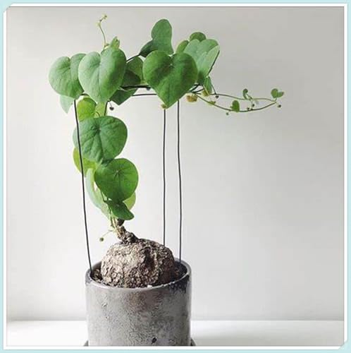 Pfannkuchenpflanze, Stephania Erecta Knolle, Winterharte pflanzen, Stephania Erecta Pflanze, Pilea Peperomioides, Winterhart Mehrjährig-1 zwiebeln -I von wptung