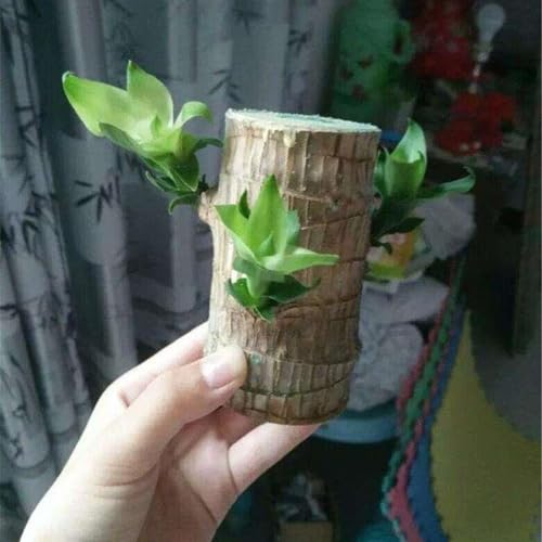 Pflanze für den Innenbereich zur Reinigung der Raumluft, Büro-Desktop, Brasilianischer Glücksbambus-Hydrokultur,Winterhartes pflanzen-1 zwiebeln-J Pflanze für den Innenbereich zur Reinigung der Raumluft, Büro-Desktop, Brasilianischer Glücksbambus-Hydrokultur,Winterhartes pflanzen-1 zwiebeln-J von wptung