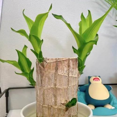 Pflanze für den Innenbereich zur Reinigung der Raumluft, Büro-Desktop, Brasilianischer Glücksbambus-Hydrokultur,Winterhartes pflanzen-4 zwiebeln-B Pflanze für den Innenbereich zur Reinigung der Raumluft, Büro-Desktop, Brasilianischer Glücksbambus-Hydrokultur,Winterhartes pflanzen-4 zwiebeln-B von wptung