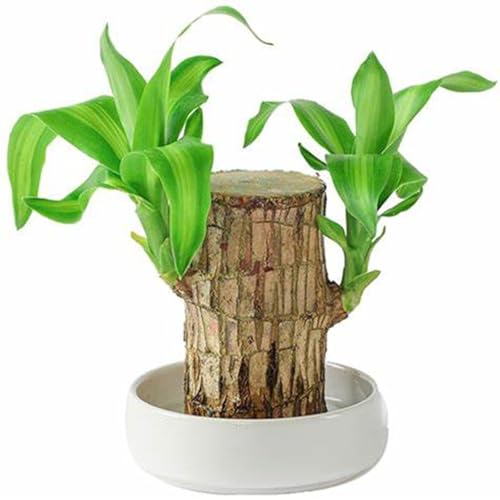 Pflanze für den Innenbereich zur Reinigung der Raumluft, Büro-Desktop, Brasilianischer Glücksbambus-Hydrokultur,Winterhartes pflanzen-4 zwiebeln-F Pflanze für den Innenbereich zur Reinigung der Raumluft, Büro-Desktop, Brasilianischer Glücksbambus-Hydrokultur,Winterhartes pflanzen-4 zwiebeln-F von wptung