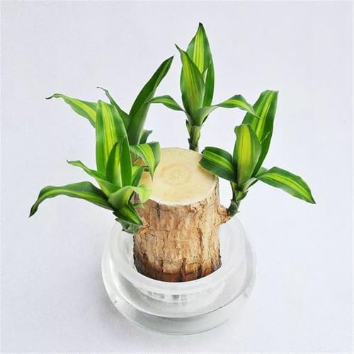 Pflanze für den Innenbereich zur Reinigung der Raumluft, Büro-Desktop, Brasilianischer Glücksbambus-Hydrokultur,Winterhartes pflanzen-5 zwiebeln-I Pflanze für den Innenbereich zur Reinigung der Raumluft, Büro-Desktop, Brasilianischer Glücksbambus-Hydrokultur,Winterhartes pflanzen-5 zwiebeln-I von wptung
