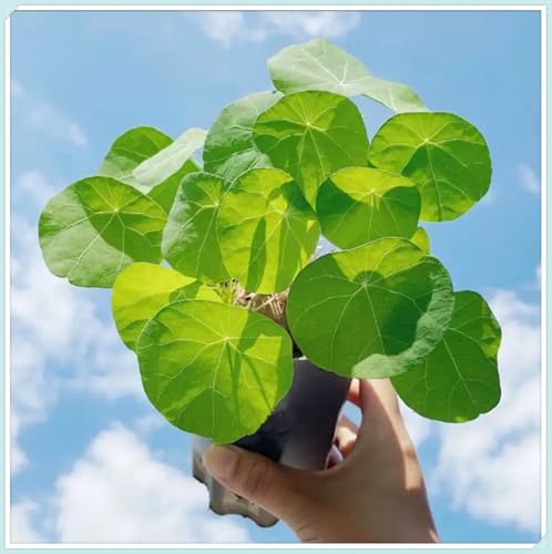 Stephania Erecta Knolle, Winterharte pflanzen, Stephania Erecta Pflanze, Pilea Peperomioides, Pfannkuchenpflanze, Winterhart Mehrjährig-2 zwiebeln -F von wptung