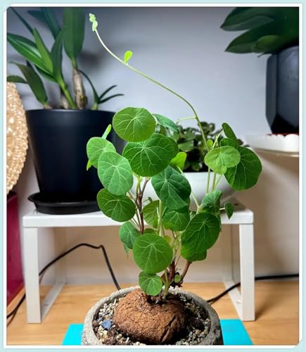 Stephania Erecta Knolle, Winterharte pflanzen, Stephania Erecta Pflanze, Pilea Peperomioides, Pfannkuchenpflanze, Winterhart Mehrjährig-4 zwiebeln-I Stephania Erecta Knolle, Winterharte pflanzen, Stephania Erecta Pflanze, Pilea Peperomioides, Pfannkuchenpflanze, Winterhart Mehrjährig-4 zwiebeln-I von wptung