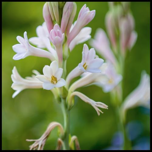 Tuberose Bulb, Tuberose zwiebeln, Tuberosezwiebeln, Winterhart zwiebeln, Tuberose Zwiebeln Winterhartes MehrjäHrig-10 Zwiebeln-D von wptung