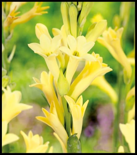 Tuberose Bulb, Tuberose zwiebeln,Tuberosezwiebeln,Winterhart zwiebeln, Tuberose Zwiebeln Winterhartes MehrjäHrig-10 Zwiebeln-J Tuberose Bulb, Tuberose zwiebeln,Tuberosezwiebeln,Winterhart zwiebeln, Tuberose Zwiebeln Winterhartes MehrjäHrig-10 Zwiebeln-J von wptung