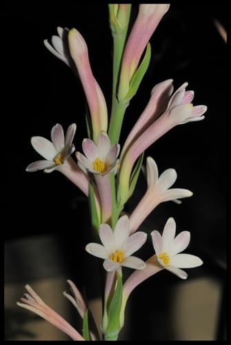 Tuberose zwiebeln, Tuberosezwiebeln, Winterhart zwiebeln, Tuberose Bulb, Tuberose Zwiebeln Winterhartes MehrjäHrig-20 Zwiebeln-C von wptung