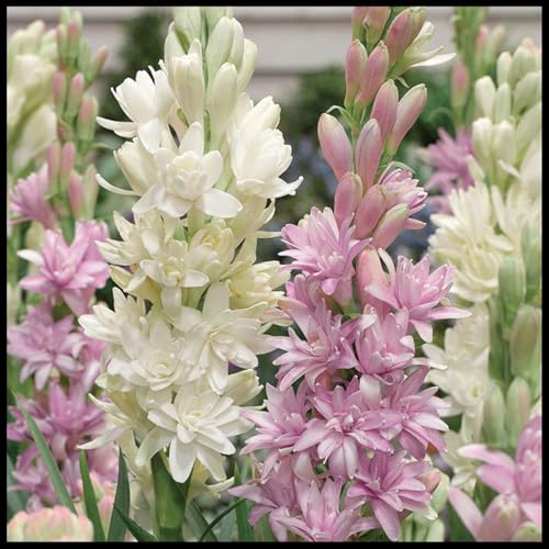 Tuberose zwiebeln,Tuberosezwiebeln,Winterhart zwiebeln, Tuberose Bulb, Tuberose Zwiebeln Winterhartes MehrjäHrig-15 Zwiebeln-G von wptung