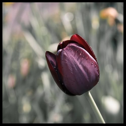 Tulpenzwiebeln,Tulpenzwiebeln Winterhart,Tulpen Zwiebeln,Tulpenzwiebeln MehrjäHrig Winterhart, Tulpenzwiebeln MehrjäHrig-3 Zwiebeln-G Tulpenzwiebeln,Tulpenzwiebeln Winterhart,Tulpen Zwiebeln,Tulpenzwiebeln MehrjäHrig Winterhart, Tulpenzwiebeln MehrjäHrig-3 Zwiebeln-G von wptung