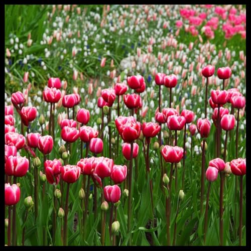 Tulpenzwiebeln MehrjäHrig Winterhart, Tulpenzwiebeln,Tulpenzwiebeln Winterhart,Tulpen Zwiebeln,Tulpenzwiebeln MehrjäHrig-8 Zwiebeln-A Tulpenzwiebeln MehrjäHrig Winterhart, Tulpenzwiebeln,Tulpenzwiebeln Winterhart,Tulpen Zwiebeln,Tulpenzwiebeln MehrjäHrig-8 Zwiebeln-A von wptung