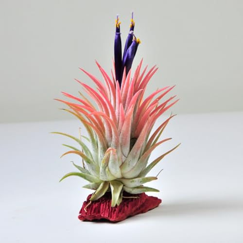 Wasserbedarf gering,Kein Boden erforderlich, Tillandsia pflanzen,Luftpflanzen, Anpassungsfähig, Winterharte pflanzen,Luft reinigen-5 Pflanze-B Wasserbedarf gering,Kein Boden erforderlich, Tillandsia pflanzen,Luftpflanzen, Anpassungsfähig, Winterharte pflanzen,Luft reinigen-5 Pflanze-B von wptung