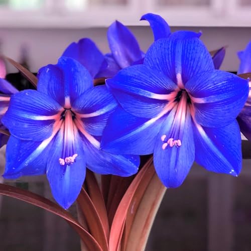 Winterhart zwiebeln, 2025 Winterhart pflanzen,Mehrjährige Blumenzwiebel ist winterhart,Indoor or Outdoor,Mysteriöse magische Glühbirne-2Amaryllis blumenzwiebel-C von wptung