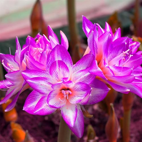 Winterhart zwiebeln, 2025 Winterhart pflanzen,Mehrjährige Blumenzwiebel ist winterhart,Indoor or Outdoor,Mysteriöse magische Glühbirne-2Amaryllis blumenzwiebel-E von wptung