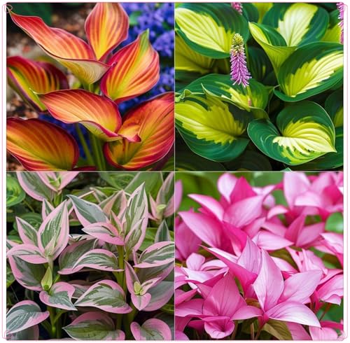 Winterhart zwiebeln, Hosta Knollen,Pflanzen Funken Hosta Winterhartes MehrjäHrig, Winterharte pflanzen-10 Rhizom-F von wptung