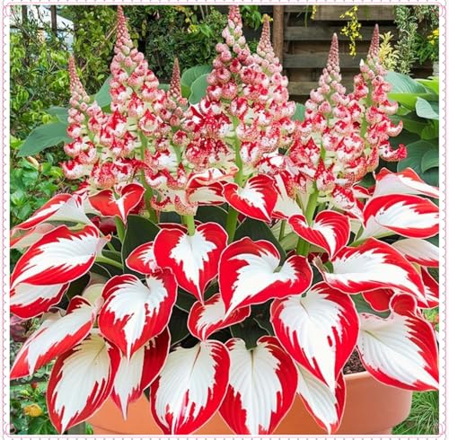 Winterhart zwiebeln, Hosta Knollen,Pflanzen Funken Hosta Winterhartes MehrjäHrig, Winterharte pflanzen-6 Rhizom-A Winterhart zwiebeln, Hosta Knollen,Pflanzen Funken Hosta Winterhartes MehrjäHrig, Winterharte pflanzen-6 Rhizom-A von wptung