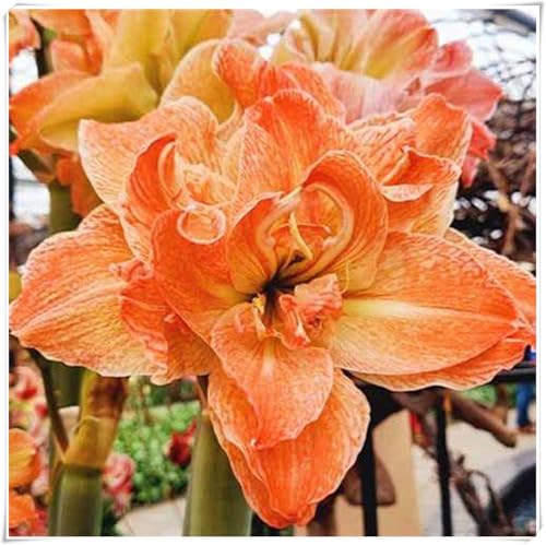 Winterhart zwiebeln, Indoor or Outdoor,2025 Winterhart pflanzen,Mehrjährige Blumenzwiebel ist winterhart,Mysteriöse magische Glühbirne-2Amaryllis blumenzwiebel-C von wptung