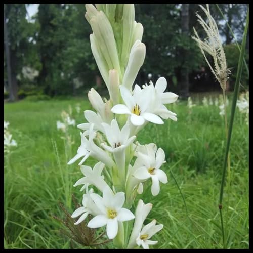 Winterhart zwiebeln, Tuberose Bulb, Tuberose zwiebeln, Tuberosezwiebeln,Tuberose Zwiebeln Winterhartes MehrjäHrig-25 Zwiebeln-C von wptung