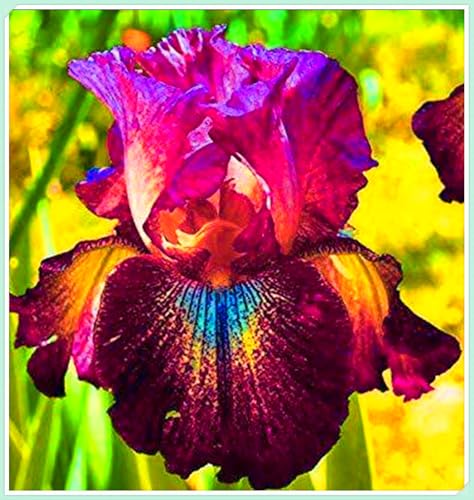 Winterhart zwiebeln, Winterhart pflanzen, Mehrjährige Blumenzwiebel ist winterhart, Blumenzwiebel Mix, Mysteriöse magische Glühbirne-3 iris blumenzwiebeln Winterhart zwiebeln, Winterhart pflanzen, Mehrjährige Blumenzwiebel ist winterhart, Blumenzwiebel Mix, Mysteriöse magische Glühbirne-3 iris blumenzwiebeln von wptung