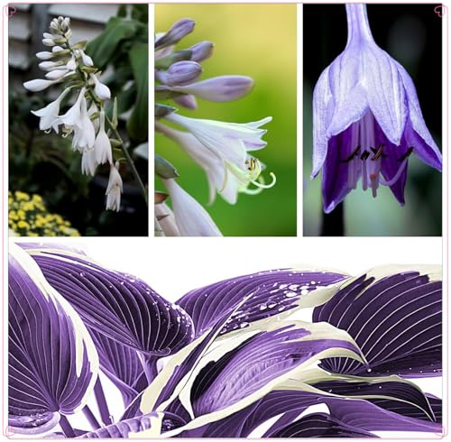 Winterhart zwiebeln, Winterharte pflanzen, Pflanzen Funken Hosta Winterhartes MehrjäHrig,Hosta Knollen-10 Rhizom-B Winterhart zwiebeln, Winterharte pflanzen, Pflanzen Funken Hosta Winterhartes MehrjäHrig,Hosta Knollen-10 Rhizom-B von wptung